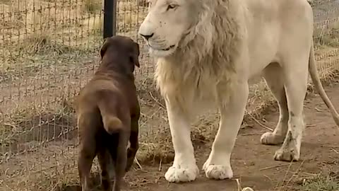 funny all Cute Lion Gives Smoches to Puppy