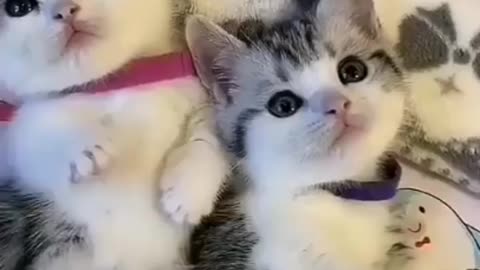 Cute Cute Kitten