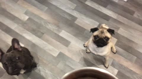 Pug demands food from owner