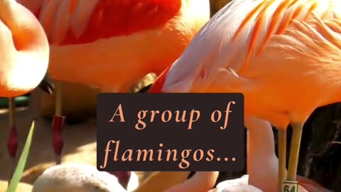 DID YOU KNOW THAT A GROUP OF FLAMINGO... 😳🤯