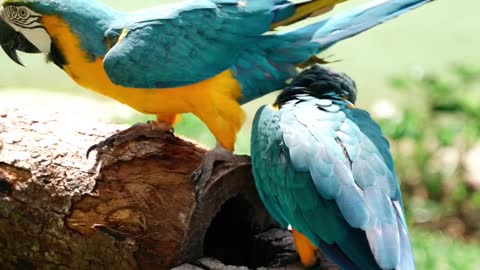 beautiful coloured parrots