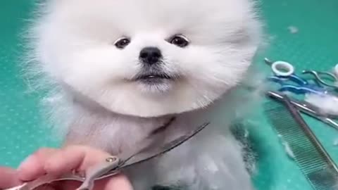 Cute & funny Dog | Dog tik tok video