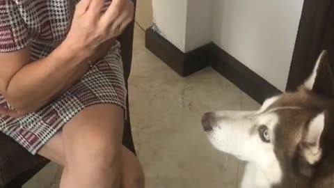 Owner shares food with beautiful husky.