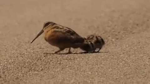 American Woodcock Worm Dance!