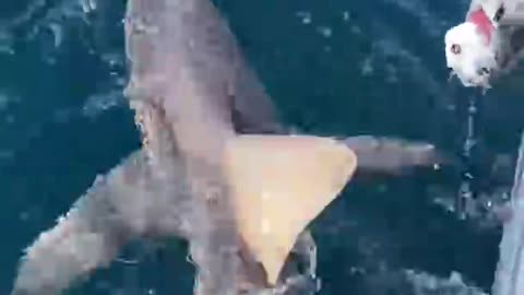 Shark Eats GoPro or Fish?