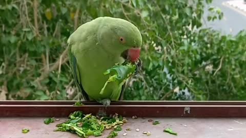 Piku eating chilli 🌶 😋