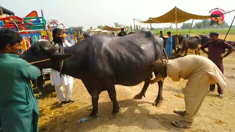 How to buy two beautiful Buffaloes | Lets check Biggest Buffalo| Animals Lover connect with us