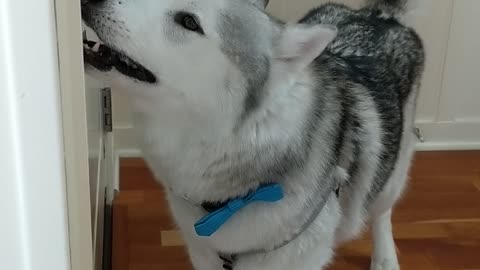 Husky goes full throttle for indoor playtime