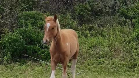 baby horse got startled while eating his meal