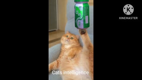 Funny intelligent Cats