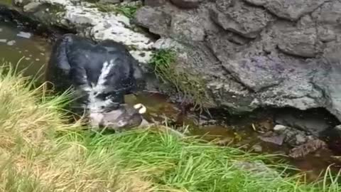 CÓNDOR BAÑÁNDOSE EN EL COLCA