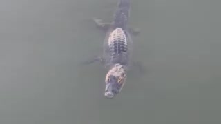 Florida Gator!