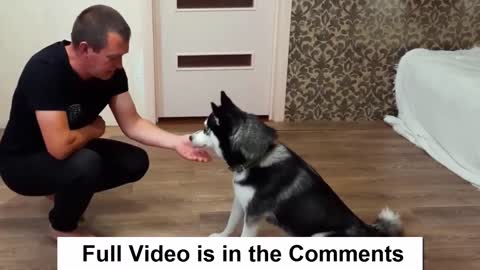 How to Train a Puppy Husky