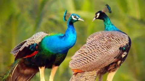 #मोर मोरनी की ये बात गोर से सुनली तो घर परिवार मे कभी कलह नही होगी Peacock of Story #गजबकहानी