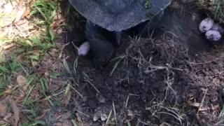 Freshwater hard shell turtle laying eggs