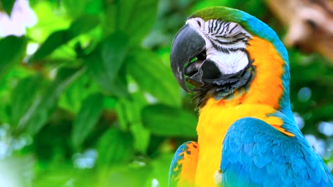 A Beautiful Colorful Parrot 🦜| Relaxing Nature | Blissful Nature | Soothing Nature | Nature's Beauty