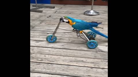 Driving a parrot bike is very funny