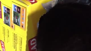 Cat head stuck in glad box