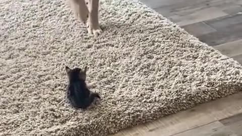 Dog Doesn't Know What to Do With Kitten #funny_clips #funnyanimals