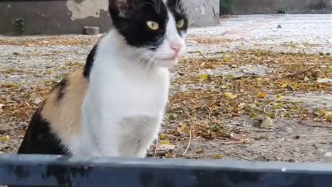 Cat 😺🐈 cute video cat talking miyawu