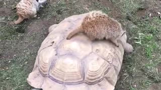 Meerkat and turtle chilling