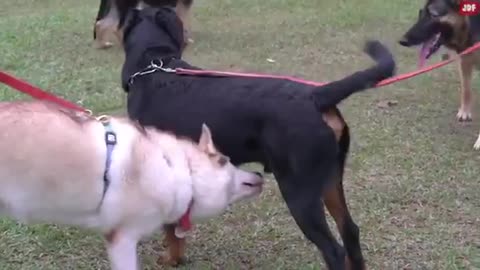Why dogs lick each other’s private parts
