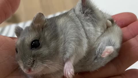 Hamster Practicing Yoga