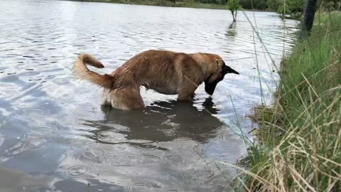 Silly Dog Tries (and Fails) to Get Ball out of the River!!
