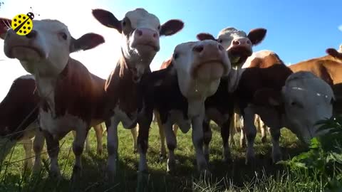Cows Break Dancing - Try not to laugh😂