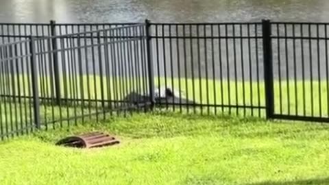 Alligators Climbing A Fence #shorts #shortvideo#video #virals #videoviral