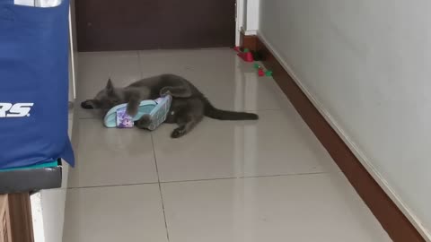 Funny Videos - My Cat loves slippers.