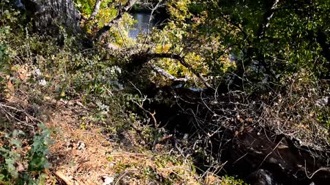 Salmon and Fallen Tree