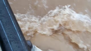 Rescuing a Cow from a Flooded River