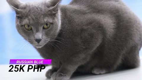 Cat PRICE LIST Philippines | Cartimar Pet Shops