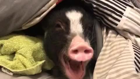 Yawning Mini Pig Is Ready For Bedtime