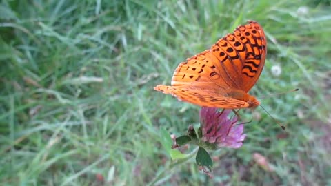 Stunning up close footage of rare butterfly caught on camera