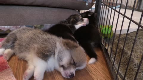 Three cute puppies sleeping next to each other