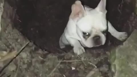 White french bull dog stuck in hole