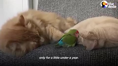 Cat is obsessed with his tiny love bird