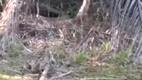 large cobra in an oil palm plantation