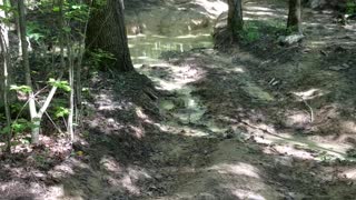 Wildcat in the mud