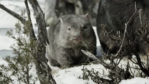 Cute Baby Wombat finds some Food | Seven Worlds, One Planet | BBC Earth