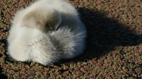 Baby Swan Chick Ride On Mothers back