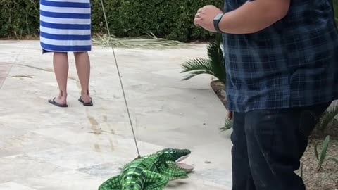 Funny Alligator 🐊 Prank on Girl