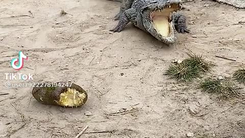 Crocodile devours his meal