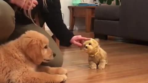 Funny Doge Reaction to cute little toy Doge