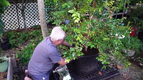 Maximizing Growth: Expert Tips for Container Planting a Fast-Growing Jaboticaba Fruit Tree