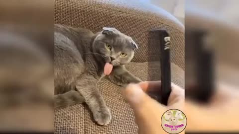 Funny Cat Video 26