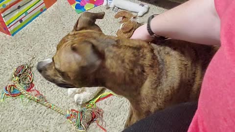 Dog demands pets