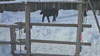 Ponies running in the snow , les poneys dans la neige